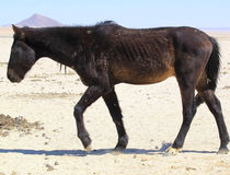  © Namibia Wild Horses Foundation