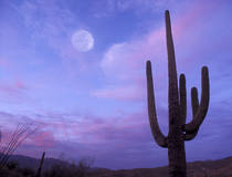 Saguaro National Park, Arizona.  © Christian Heeb